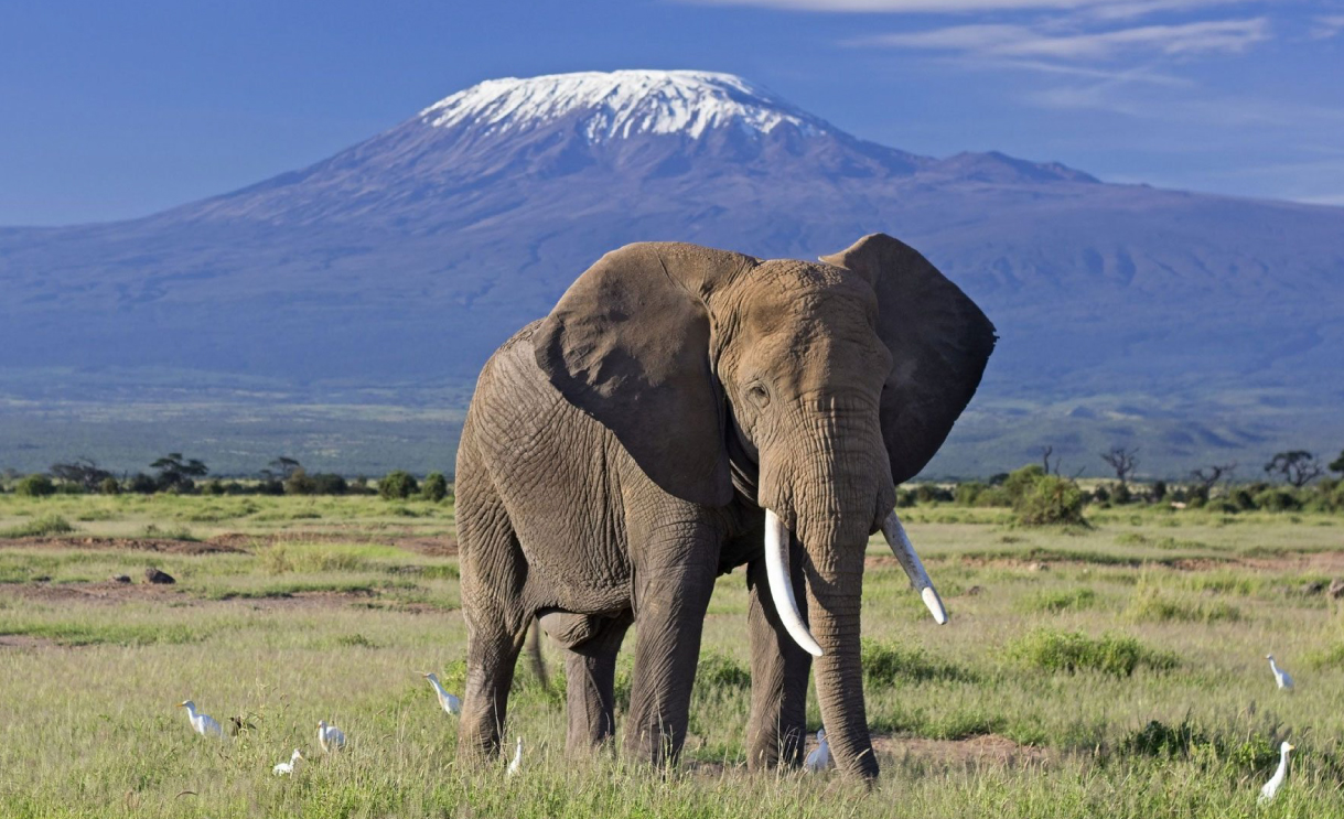 Safari-parco-Amboseli